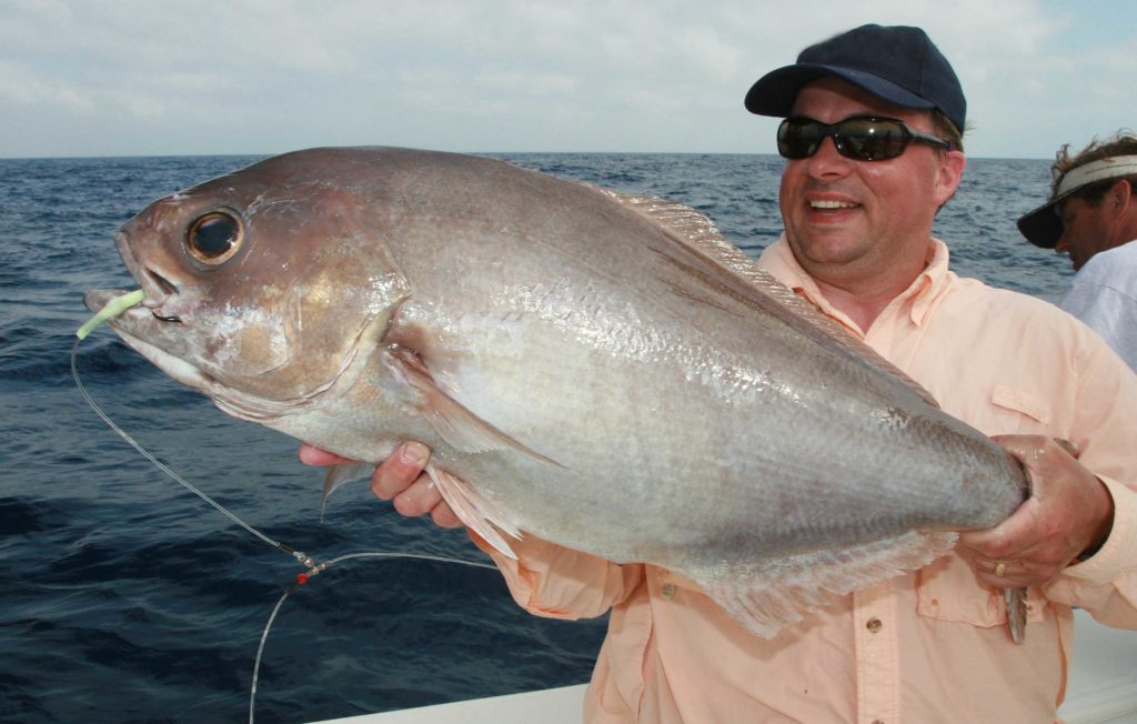 Barrelfish caught on a deep-drop rig