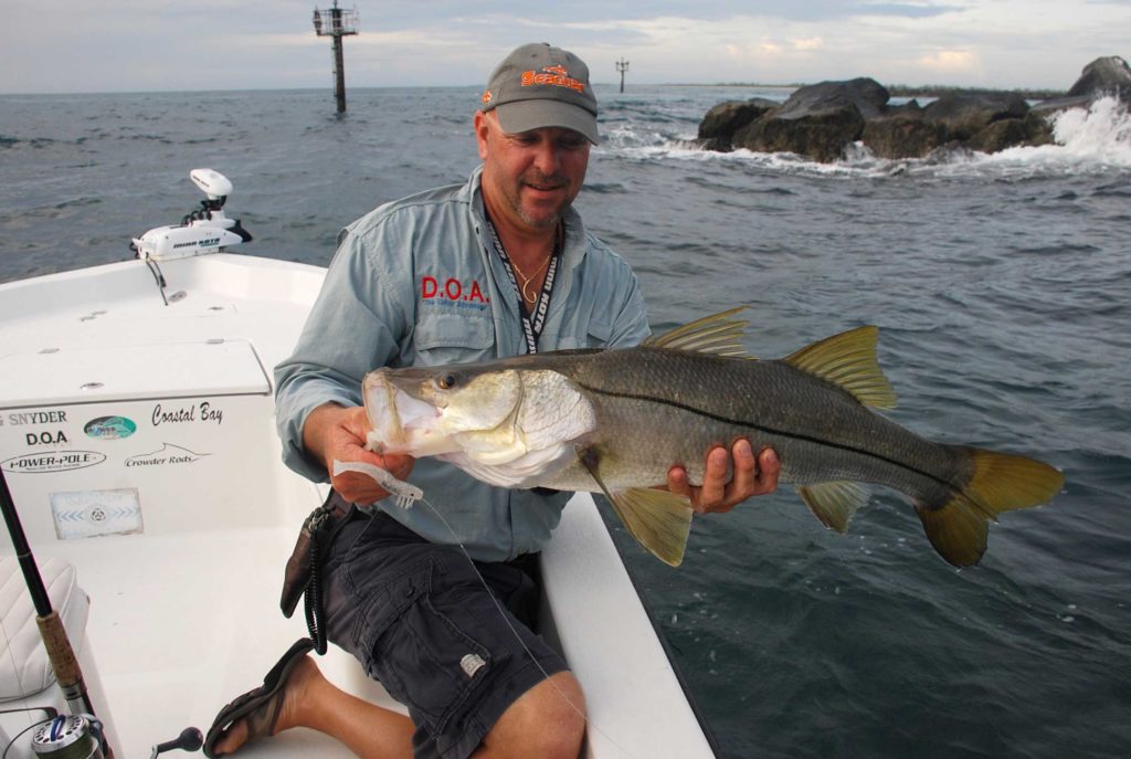 Snook caught on shrimp lure