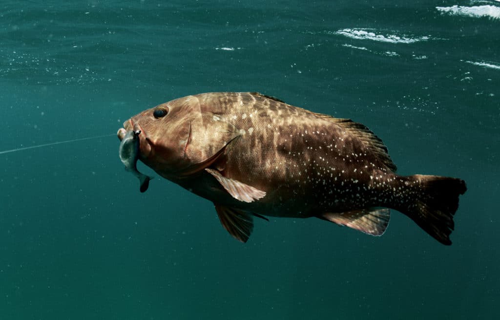 red grouper