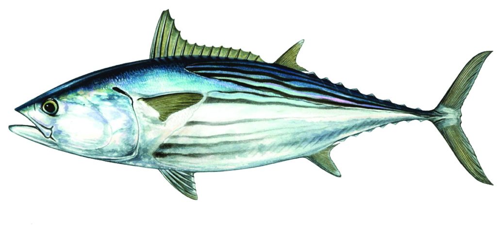 Black skipjack