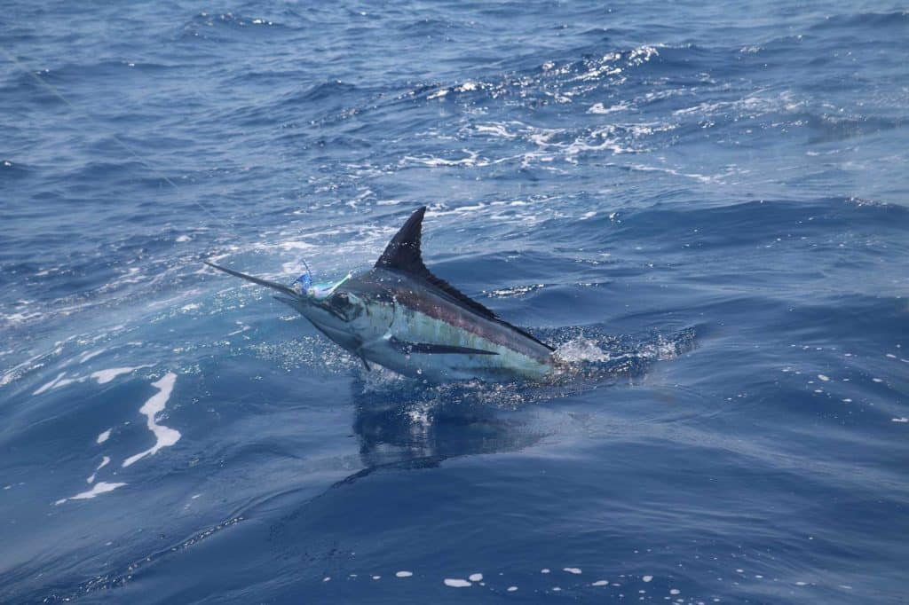 Multiday Fishing Trip to the Gulf of Mexico