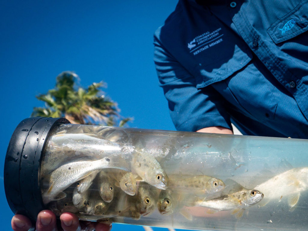 Redfish spawn being raised