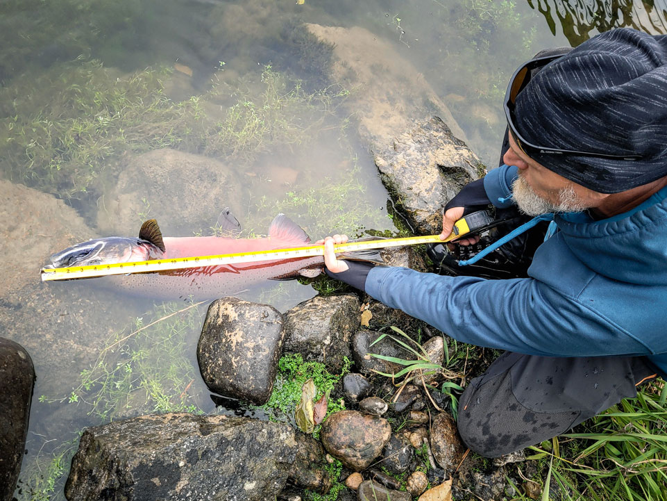 Jerry SMith measuring salmon