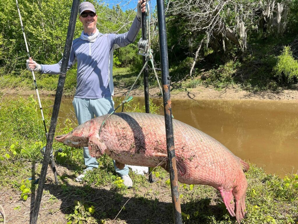 Huge freshwater gar