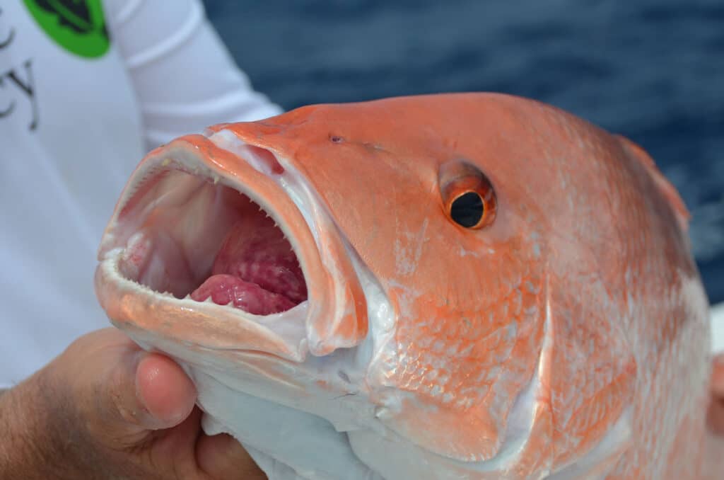 Red snapper caught in the Gulf