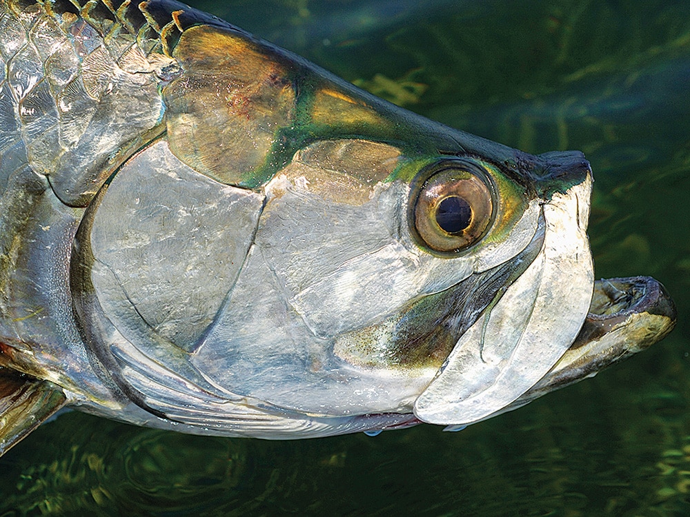 tarpon catch