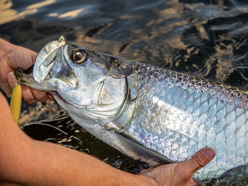 catching a tarpon on topwater