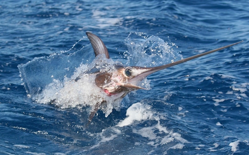 Swordfish Jumping