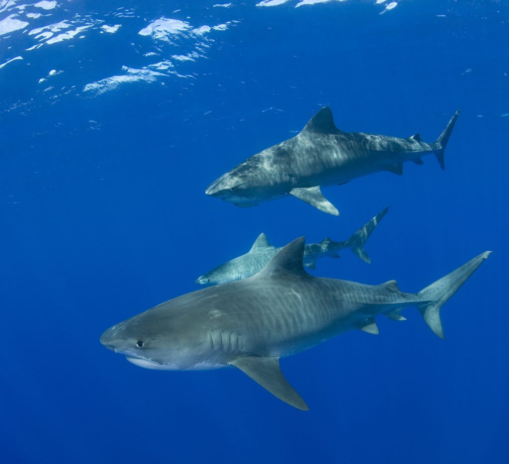 Cruising tiger sharks