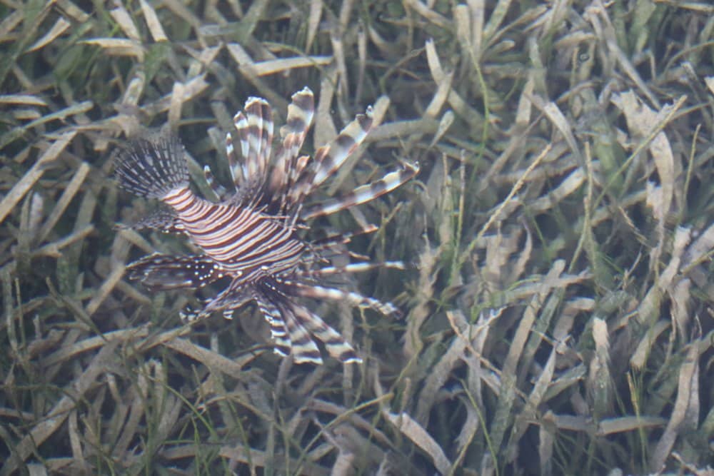 A lionfish hovers over sea grass next to a Mango Creek Lodge cabana.