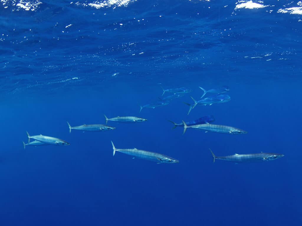 underwater wahoo school