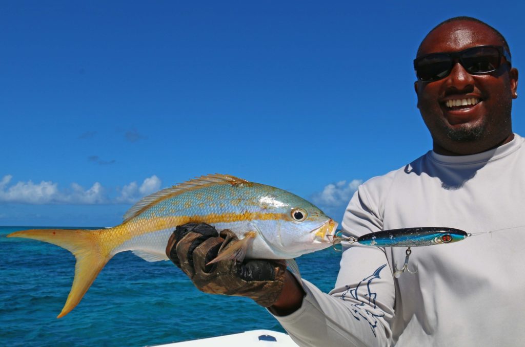 Caribbean yellowtail snapper